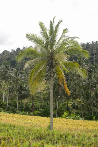 Endonezya Bali Hindistan Cevizi Palmiyeleri — Stok fotoğraf