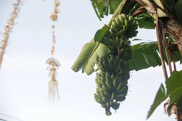 Bananas Verdes Uma Árvore Bali Indonésia — Fotografia de Stock