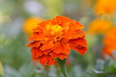 Fransız portakallı kadife çiçeği (Tagetes) tamamen çiçek açmış.