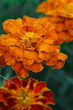 Fransız portakallı kadife çiçeği (Tagetes) tamamen çiçek açmış.