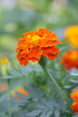 Fransız portakallı kadife çiçeği (Tagetes) tamamen çiçek açmış.