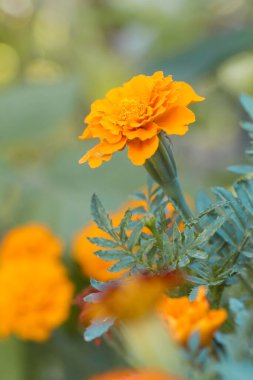Fransız portakallı kadife çiçeği (Tagetes) tamamen çiçek açmış.