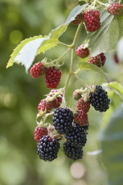 黑莓灌木 有成熟的和绿色的浆果 — 图库照片