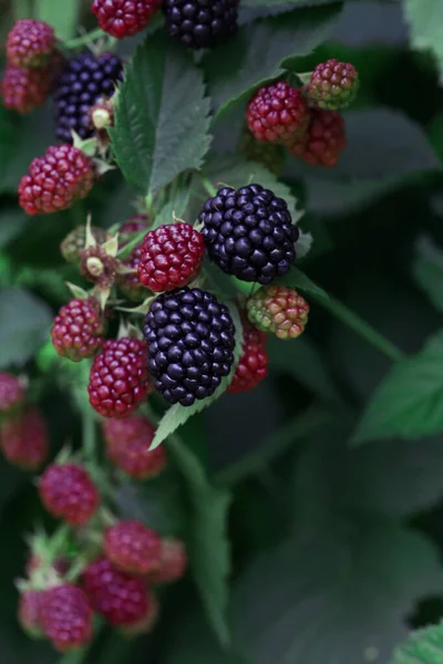Blackberry Куст Спелыми Зелеными Ягодами — стоковое фото