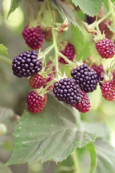 黑莓灌木 有成熟的和绿色的浆果 — 图库照片