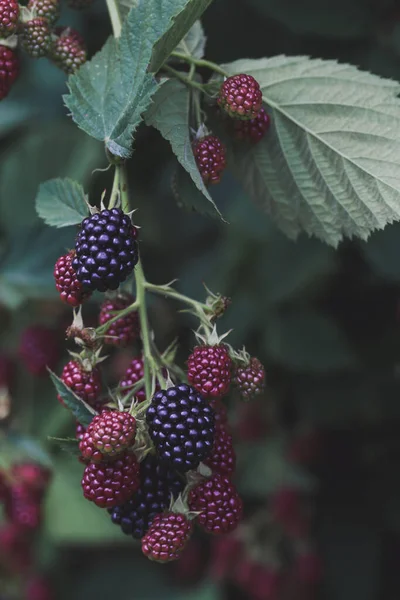 Blackberry Semak Dengan Buah Matang Dan Hijau — Stok Foto