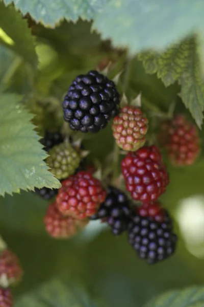 熟した緑の果実とブラックベリーブッシュ — ストック写真