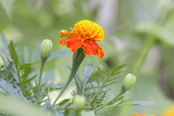 French Orange Marigold Flower Tagetes Full Bloom — Stock Photo, Image
