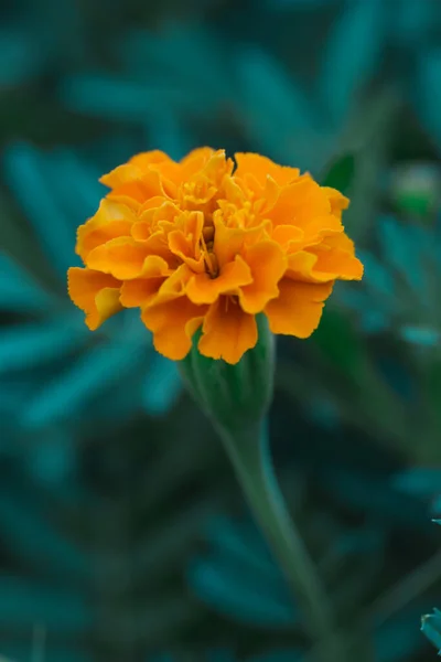 Fransız Portakallı Kadife Çiçeği Tagetes Tamamen Çiçek Açmış — Stok fotoğraf