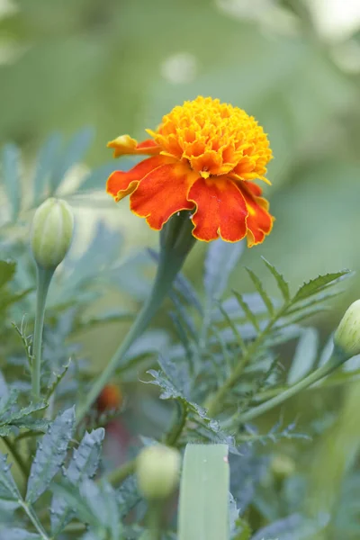 Французька Помаранчева Квітка Чорнобривця Tagetes Повному Розквіті — стокове фото