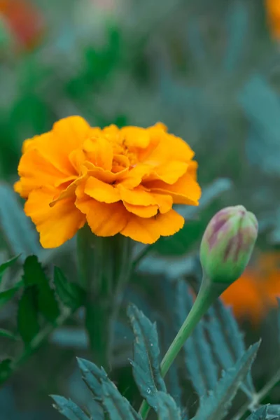 Fiore Calendula Arancione Francese Tagetes Piena Fioritura — Foto Stock