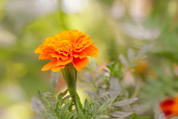 Французька Помаранчева Квітка Чорнобривця Tagetes Повному Розквіті — стокове фото