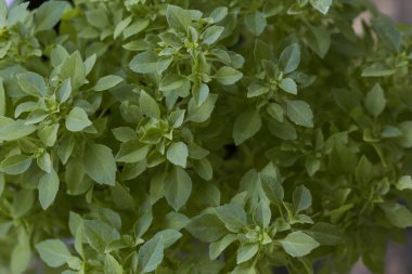 Organik GDO 'suz Yunan Basili, kapatın