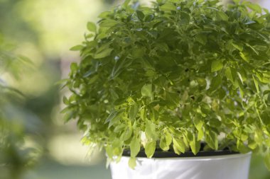 Organik GDO 'suz Yunan Basili, kapatın