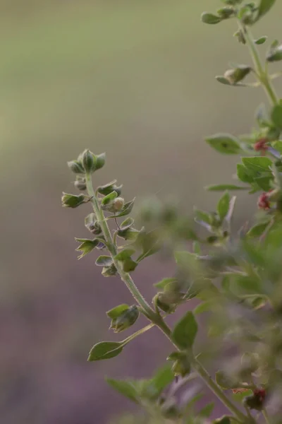 Organic Non Gmo Greek Basil Close — Fotografia de Stock