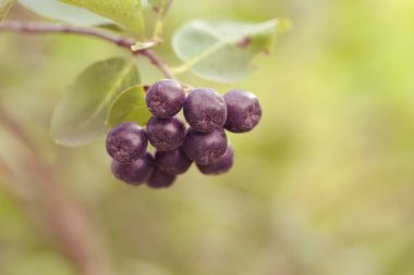 Aronia böğürtlen çalılığı - strese bağlı hastalıklarla savaşmak için vücudunuzun bağışıklık sistemini güçlendiren süper meyve, kapatın