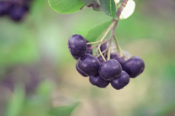 Arbusto Bayas Aronia Superfruta Que Aumenta Sistema Inmunológico Cuerpo Para — Foto de Stock