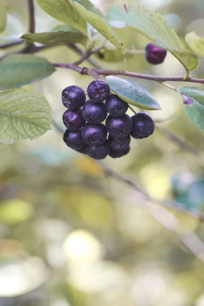 Aronia Berry Bush Superfruit Dat Lichaam Immuunsysteem Versterkt Stress Gerelateerde — Stockfoto
