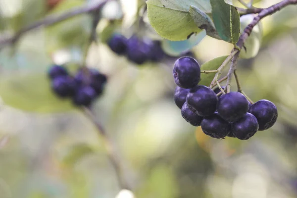 Aronia Arbusto Baga Superfruta Que Aumenta Seu Sistema Imunológico Corporais — Fotografia de Stock