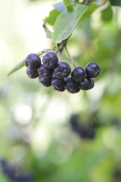 Aronia Berry Bush Superfruit Dat Lichaam Immuunsysteem Versterkt Stress Gerelateerde — Stockfoto