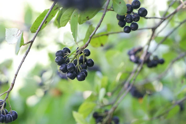 阿罗尼亚浆果灌木 超级水果 它能增强你的身体免疫系统 与压力相关的疾病作斗争 关闭身体 — 图库照片