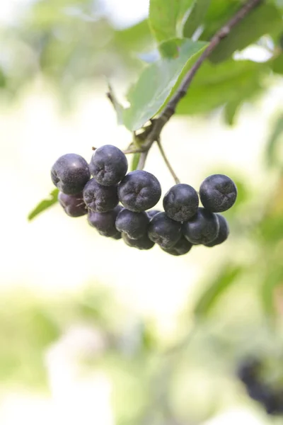 Arbusto Bayas Aronia Superfruta Que Aumenta Sistema Inmunológico Cuerpo Para — Foto de Stock