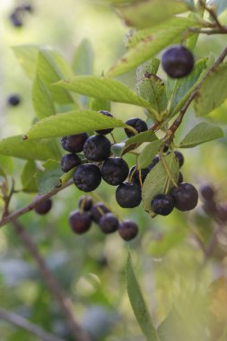 Aronia böğürtlen çalılığı - strese bağlı hastalıklarla savaşmak için vücudunuzun bağışıklık sistemini güçlendiren süper meyve, kapatın