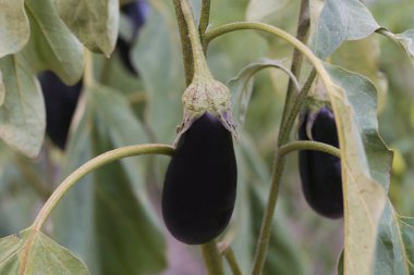 Bahçede olgunlaşmış mor patlıcan