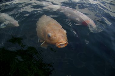 Koi fish in pond in the park, japanese national animal