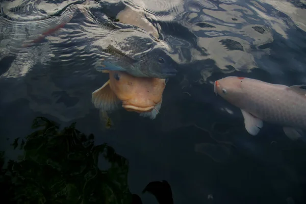 Рыба Кои Пруду Парке Японское Национальное Животное — стоковое фото