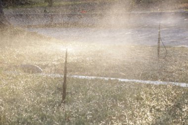 Yeşil çimenleri sulayan otomatik çim püskürtücü. Bahçe sulama sistemi.