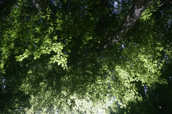 Bosque Verde Durante Fresco Día Verano Árbol Con Hojas Verdes — Foto de Stock