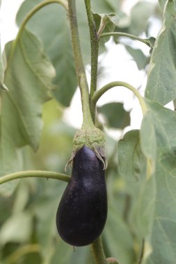 Bahçede olgunlaşmış mor patlıcan