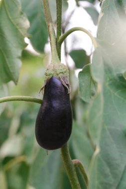 Bahçede olgunlaşmış mor patlıcan