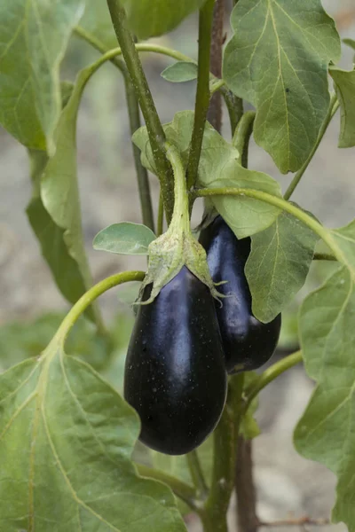 花园里成熟的自制紫色茄子 — 图库照片