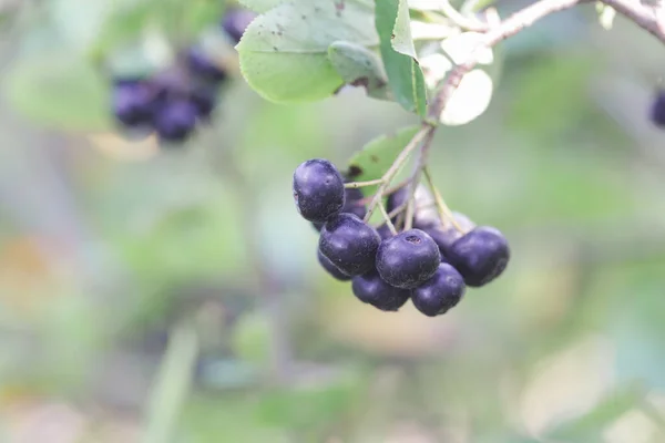 Aronia Berry Bush Superfruit Qui Stimule Votre Système Immunitaire Pour — Photo