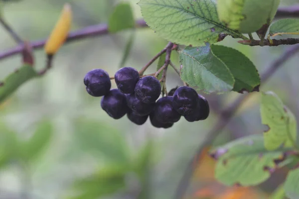 Aronia Berry Bush Superfruit Qui Stimule Votre Système Immunitaire Pour — Photo