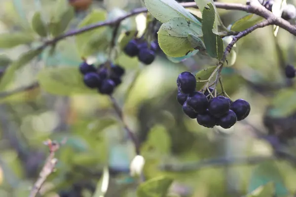 Aronia Berry Bush Superfrutta Che Aumenta Sistema Immunitario Dei Vostri — Foto Stock