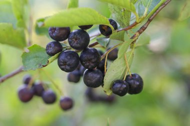 Aronia böğürtlen çalılığı - strese bağlı hastalıklarla savaşmak için vücudunuzun bağışıklık sistemini güçlendiren süper meyve, kapatın