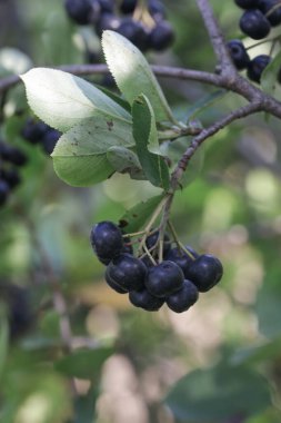 Aronia böğürtlen çalılığı - strese bağlı hastalıklarla savaşmak için vücudunuzun bağışıklık sistemini güçlendiren süper meyve, kapatın