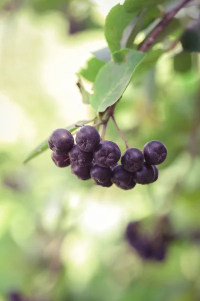 Aronia Berry Bush Superfruit Boosts Your Bodys Immune System Combat — Stock Photo, Image