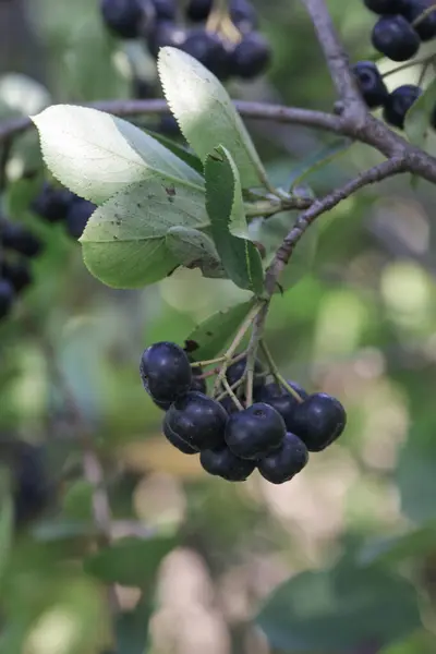 Aronia Berry Bush Superfruit Boosts Your Bodys Immune System Combat — Stock Photo, Image