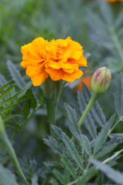 Fransız portakallı kadife çiçeği (Tagetes) tamamen çiçek açmış.