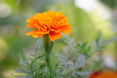 Fransız portakallı kadife çiçeği (Tagetes) tamamen çiçek açmış.