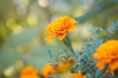 Fransız portakallı kadife çiçeği (Tagetes) tamamen çiçek açmış.