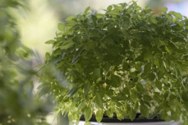 Organik GDO 'suz Yunan Basili, kapatın