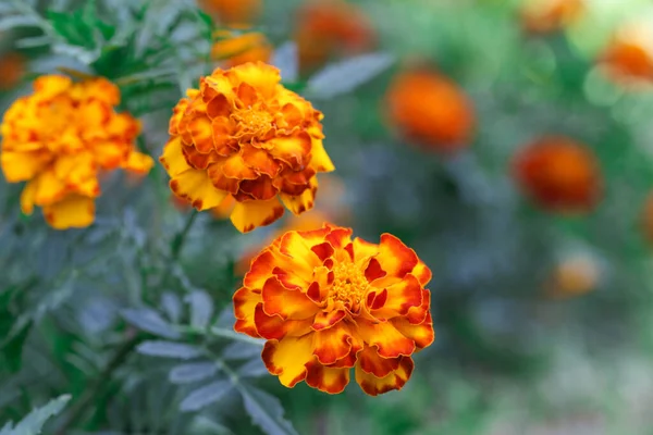 Francuski Kwiat Pomarańczy Tagetes Pełnym Rozkwicie — Zdjęcie stockowe