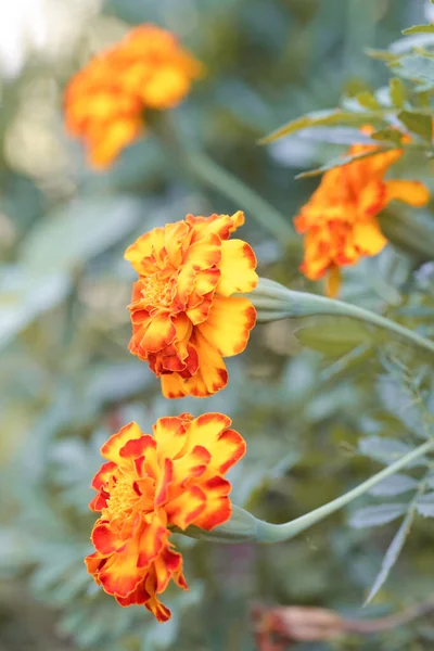Flor Calêndula Laranja Francesa Tagetes Plena Floração — Fotografia de Stock