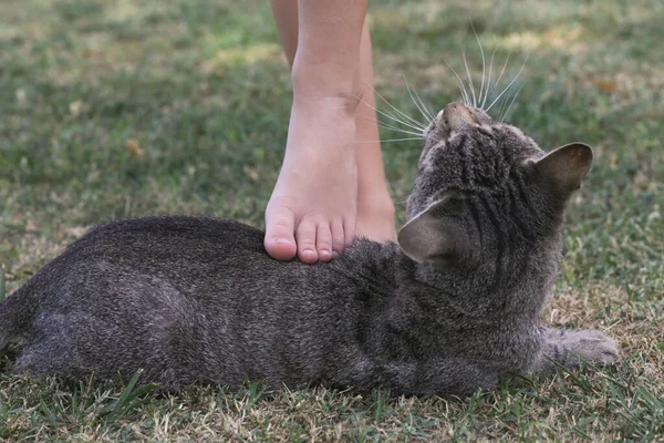 Little barefoot child petting cat outside,  countryside lifestyle, concept of grounding and connecting with nature