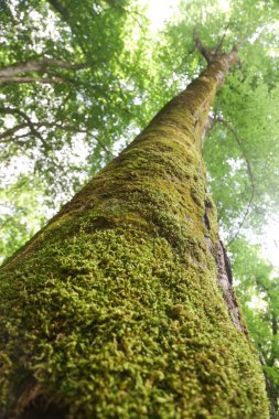 Yosun kaplı büyük ağacın altına bak